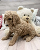 Photo №1. poodle (toy) - for sale in the city of Texarkana | negotiated | Announcement № 63521