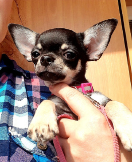 Photo №4. I will sell chihuahua in the city of Sevastopol.  - price - 661$