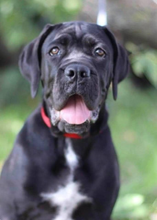 Photo №4. I will sell cane corso in the city of Vilnius. from nursery, breeder - price - 942$