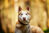 Photo №2 to announcement № 120233 for the sale of siberian husky - buy in Russian Federation private announcement