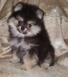 Photo №1. pomeranian - for sale in the city of Москва | 335$ | Announcement № 2274