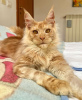 Photo №1. maine coon - for sale in the city of Chicago | 300$ | Announcement № 103651