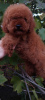 Photo №4. I will sell poodle (toy) in the city of Kiev. private announcement, from nursery, breeder - price - 1500$