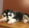 Photo №1. siberian husky - for sale in the city of Rochester | 500$ | Announcement № 99744