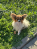 Additional photos: Selling Papillon