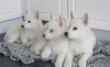 Photo №3. Stunning Pomsky Puppies. Ukraine