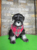 Additional photos: Miniature Schnauzer BEAUTIFUL puppies