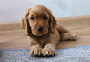 Photo №2 to announcement № 516 for the sale of english cocker spaniel - buy in Switzerland breeder