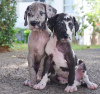 Photo №1. great dane - for sale in the city of Riga | 370$ | Announcement № 83372