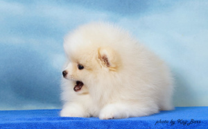 Photo №4. I will sell pomeranian in the city of Москва. breeder - price - Negotiated