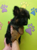 Photo №1. german shepherd - for sale in the city of Bremen | 317$ | Announcement № 66243