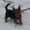 Photo №2 to announcement № 8636 for the sale of norwich terrier - buy in Russian Federation private announcement