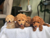 Photo №1. poodle (dwarf) - for sale in the city of Agios Nikolaos | negotiated | Announcement № 13064