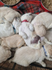 Photo №2 to announcement № 111703 for the sale of golden retriever - buy in United Kingdom breeder