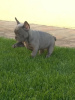 Photo №2 to announcement № 122159 for the sale of french bulldog - buy in Serbia breeder