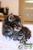 Photo №2 to announcement № 17949 for the sale of maine coon - buy in Russian Federation private announcement, from nursery, breeder