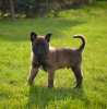 Photo №2 to announcement № 43854 for the sale of belgian shepherd - buy in Poland private announcement