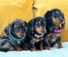 Photo №1. dachshund - for sale in the city of Bern | negotiated | Announcement № 123420