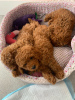 Photo №2 to announcement № 15452 for the sale of poodle (toy) - buy in United States 