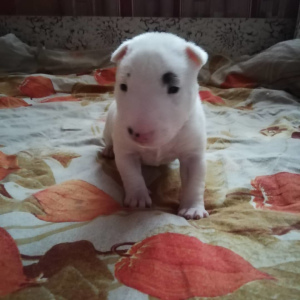 Photo №2 to announcement № 4434 for the sale of bull terrier - buy in Russian Federation from nursery