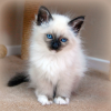 Photo №1. birman - for sale in the city of Prague | negotiated | Announcement № 97873