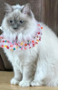 Photo №1. ragdoll - for sale in the city of Москва | negotiated | Announcement № 121721