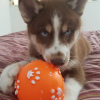 Photo №2 to announcement № 78617 for the sale of siberian husky - buy in Bulgaria private announcement