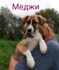 Photo №1. non-pedigree dogs - for sale in the city of Москва | Is free | Announcement № 7886