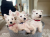 Photo №1. west highland white terrier - for sale in the city of Leipzig | 414$ | Announcement № 12261