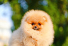Photo №2 to announcement № 11249 for the sale of pomeranian - buy in Ukraine from nursery, breeder