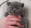 Photo №2 to announcement № 102294 for the sale of scottish fold - buy in United States private announcement