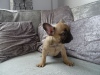 Photo №3. Male and female French Bulldog puppies available. Germany