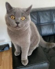 Photo №1. british shorthair - for sale in the city of Антверпен | Is free | Announcement № 116286