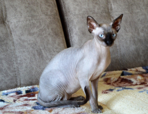 Photo №2 to announcement № 5930 for the sale of sphynx-katze - buy in Russian Federation from nursery