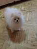 Photo №4. I will sell pomeranian in the city of Belgrade. breeder - price - 1412$