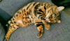 Photo №2 to announcement № 38383 for the sale of bengal cat - buy in Russian Federation private announcement
