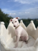 Photo №4. I will sell italian greyhound in the city of Wrocław. breeder - price - 2642$