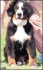 Additional photos: Bernese Mountain Dog