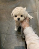 Photo №3. Maltipoo puppies looking new home Business Whatsapp ; 37256062792. Finland