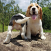 Photo №2 to announcement № 86078 for the sale of beagle - buy in United Kingdom private announcement