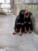 Photo №3. Rottweiler puppies. Serbia
