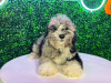 Photo №1. poodle (toy) - for sale in the city of Grantham | negotiated | Announcement № 122021