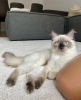 Additional photos: Ragdoll