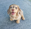 Photo №1. dachshund - for sale in the city of Монасья-д'Оллен | negotiated | Announcement № 120230