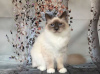 Photo №1. birman - for sale in the city of Wolfsburg | negotiated | Announcement № 100422