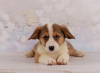 Photo №1. welsh corgi - for sale in the city of Dnipro | Is free | Announcement № 13114