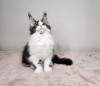 Photo №1. maine coon - for sale in the city of Cincinnati | 350$ | Announcement № 110709