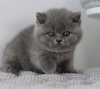 Photo №2 to announcement № 103797 for the sale of british shorthair - buy in Germany private announcement