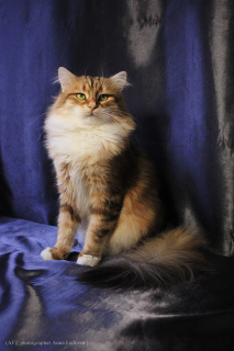 Additional photos: Siberian Golden Cat