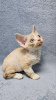 Photo №1. devon rex - for sale in the city of Bremen | 264$ | Announcement № 121654